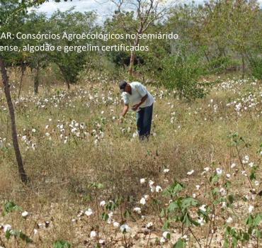 Consórcios Agroecológicos - produção de alimentos saudáveis