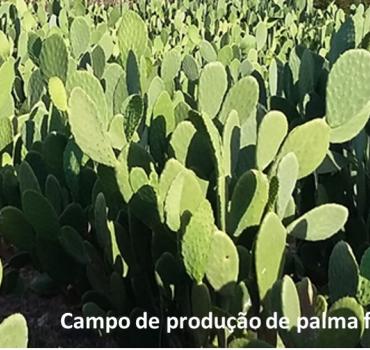 HORA DE PLANTAR - Distribuição de Sementes de Alta Qualidade para Agricultores Familiares do Ceará