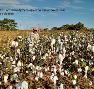 Consórcios Agroecológicos - produção de alimentos saudáveis