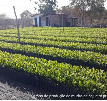 HORA DE PLANTAR - Distribuição de Sementes de Alta Qualidade para Agricultores Familiares do Ceará